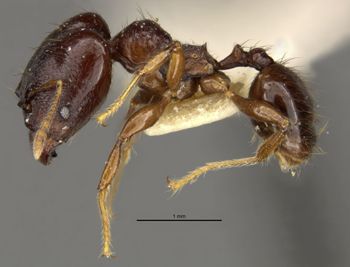 Media type: image;   Entomology 20772 Aspect: habitus lateral view